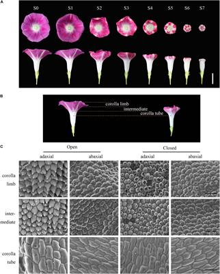 Morphological Characterization and Transcriptional Regulation of Corolla Closure in Ipomoea purpurea